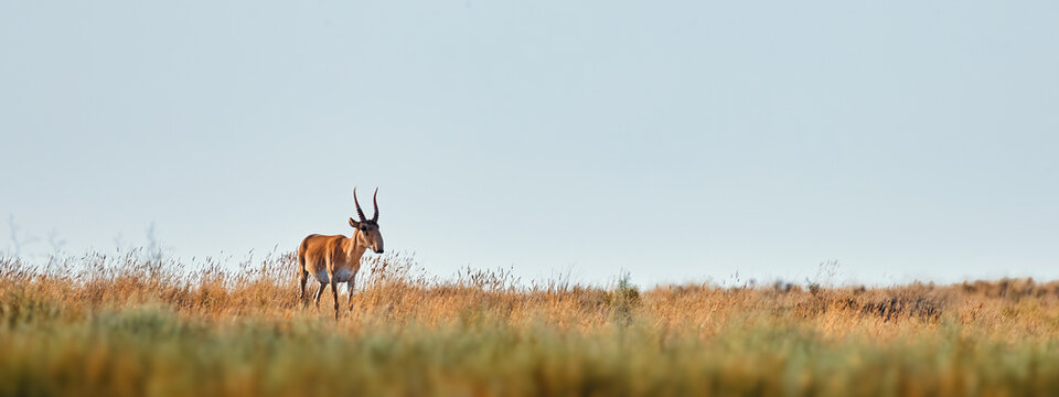 A young male saiga antelope. Portret of wild antelope in the steppe. Saiga tatarica antelope grazing in the steppe. endangered species saiga