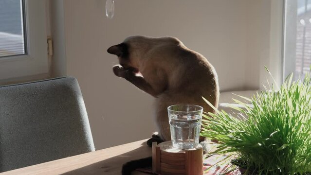 siamese cat cleaning his paws and face sitting on table by window, sunny day, glass of water, bunch of fresh green grass for indoor pets