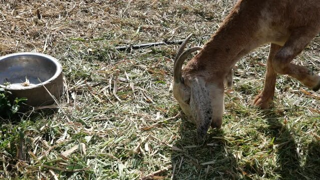 Goat sick is feeding grass in field 