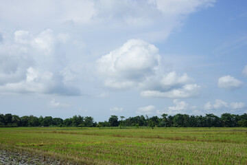 Fototapeta premium Green rice fields and natural views of mountains at sunrise in East Luwu, South Sulawesi, Indonesia.