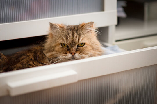 Naughty cat inside a drawer