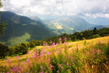 Mountain landscape in summer with pink flowers