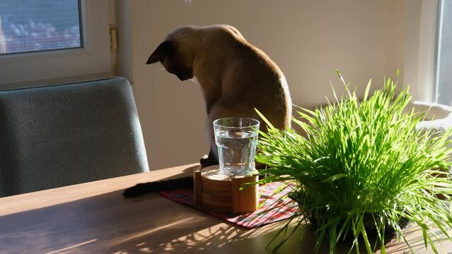 siamese cat cleanin looking at his tail feeling bored, sitting on table by window, sunny day, glass of water, bunch of fresh green grass for indoor pets
