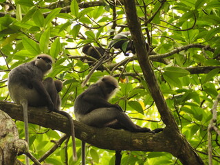 macaca, kandy, borneo, close-up, pictures, animal hair, mammal, cute, eating monkey, monkey on the road, forest, safari, thailand, india, wild monkey, macaca sinica, primate, wild animals, macaque mon