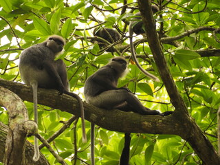 Fototapeta premium macaca, kandy, borneo, close-up, pictures, animal hair, mammal, cute, eating monkey, monkey on the road, forest, safari, thailand, india, wild monkey, macaca sinica, primate, wild animals, macaque mon