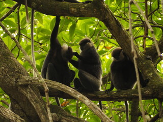 macaca, kandy, borneo, close-up, pictures, animal hair, mammal, cute, eating monkey, monkey on the road, forest, safari, thailand, india, wild monkey, macaca sinica, primate, wild animals, macaque mon