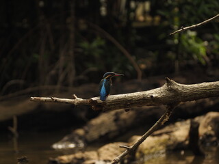 wild bird in sri lanka