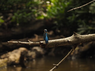 wild bird in sri lanka