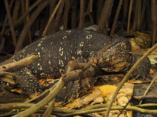 wild monitor in sri lanka
