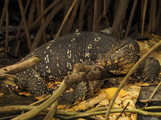 wild monitor in sri lanka
