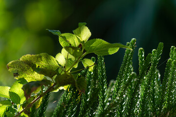 Gros plan sur des branches dans la lumière du soleil