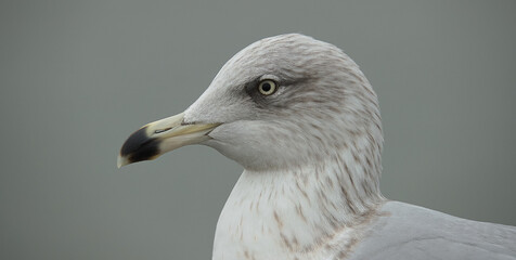 close up of a seagull