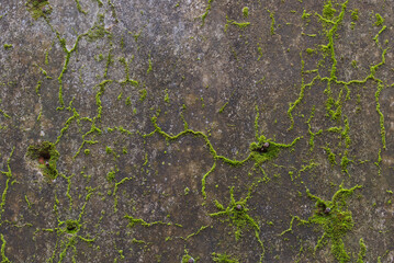 Pattern made by moss on the wall