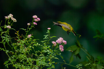 Beautiful Little Yellow Bird