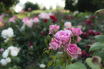 Roses growing in palace garden.Sunny day in summer.