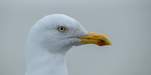 close up of a seagull
