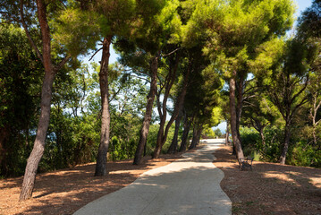 Road under shadow of pine trees in summer