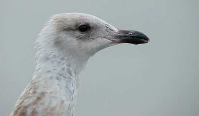 close up of a seagull