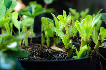 arugula lettuce in a pot, concept of growing own food and vegetables,  closed up