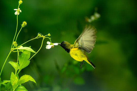 Beautiful Little Yellow Bird