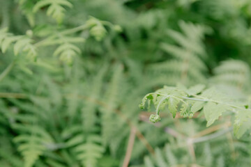 close up of a fern