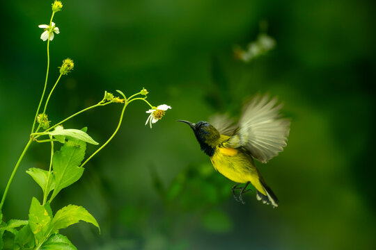 Beautiful Little Yellow Bird