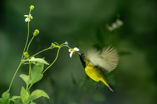 Beautiful Little Yellow Bird