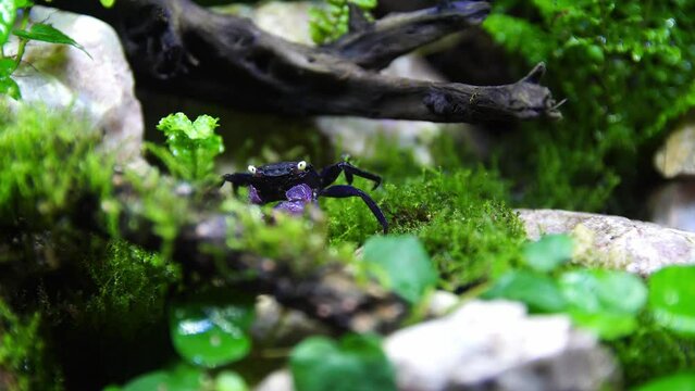 Vampire Crab Paludarium 