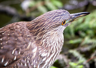 Juvenile Black-crowned Night Heron (Nycticorax nycticorax)