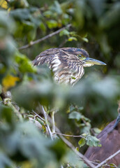 Juvenile Black-crowned Night Heron (Nycticorax nycticorax)
