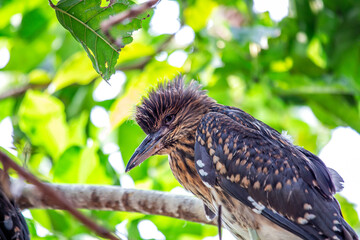 Juvenile Black-crowned Night Heron (Nycticorax nycticorax)