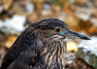 Juvenile Black-crowned Night Heron (Nycticorax nycticorax)