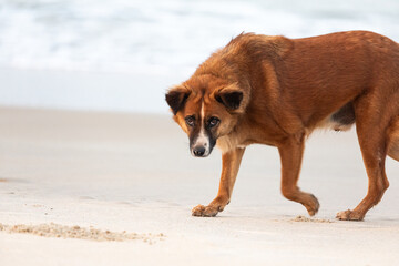 A beautiful dog with sharp eyes, staring in the beach side