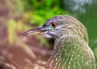 Juvenile Black-crowned Night Heron (Nycticorax nycticorax)