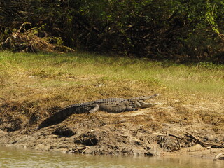 wild crocodile in sri lanka