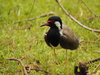 wild bird in sri lanka