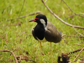 wild bird in sri lanka