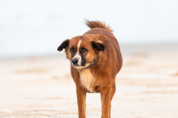 A beautiful dog with sharp eyes, staring in the beach side