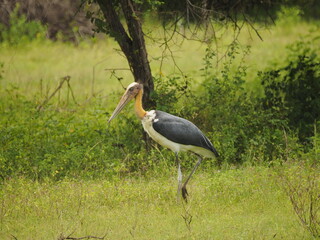 wild bird in sri lanka