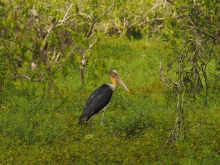 wild bird in sri lanka