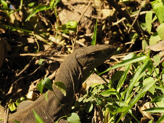 wild monitor in sri lanka