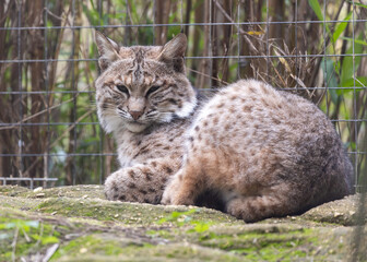 Naklejka na ściany i meble Bobcat (Lynx rufus) Outdoors
