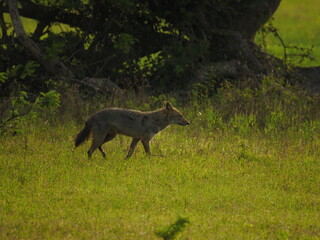 wild jackal in sri lanka