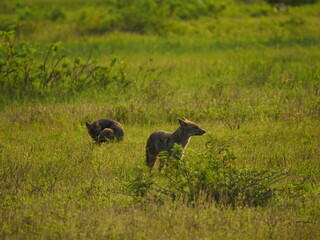wild jackal in sri lanka