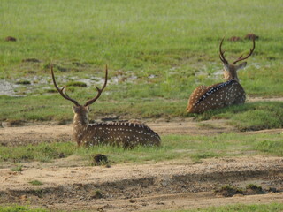 Naklejka premium wild deer in sri lanka