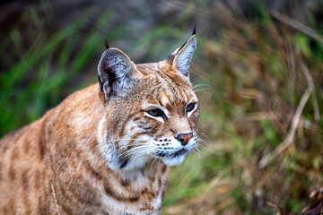 Fototapeta premium Bobcat (Lynx rufus) Outdoors