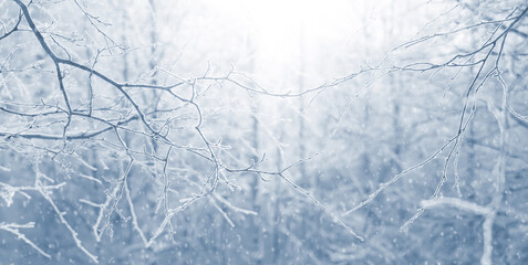 Winter background with snow-covered birch trees. Winter landscape. Tree branches in the forest in the sun. - 702804094