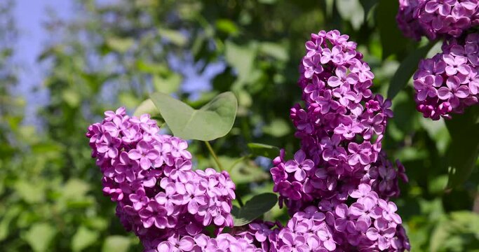 beautiful blooming lilac in spring, lilac flowers in sunny spring weather
