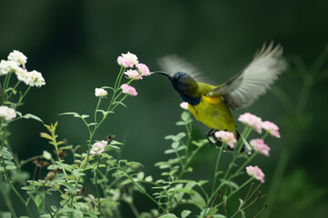 Beautiful Little Yellow Bird