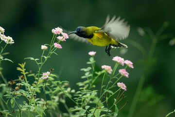 Beautiful Little Yellow Bird